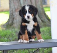 Bernese Mountain Puppies For Adoption