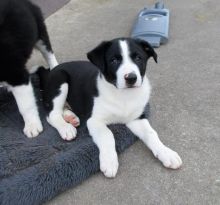 Border Collie Puppies For Adoption