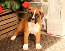 Boxer Puppies For Adoption