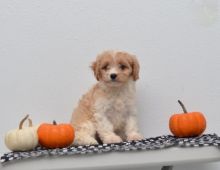 Cavachon Puppies For Adoption