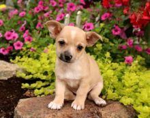 Chihuahua Puppies For Adoption