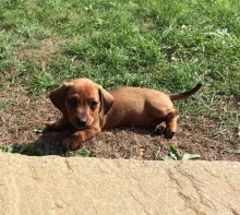 Dachshund Puppies For Adoption