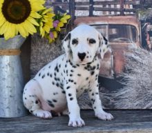 Dalmatian Puppies For Adoption