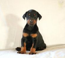 Doberman Pinscher Puppies For Adoption