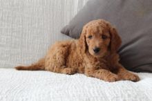 Goldendoodle Puppies For Adoption