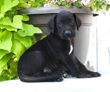 Great Dane Puppies For Adoption