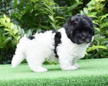 Havanese Puppies For Adoption