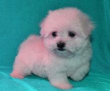 Maltese Puppies For Adoption