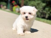 Maltese Puppies For Adoption