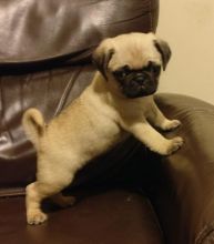 Pug Puppies For Adoption