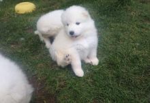 Samoyed Puppies For Adoption