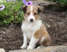 Sheltie Puppies For Adoption