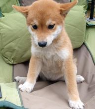 Shiba Inu Puppies For Adoption