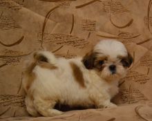 Shih Tzu Puppies For Adoption