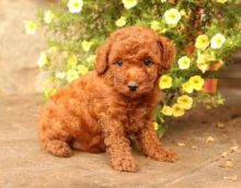 Toy Poodle Puppies For Adoption