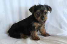 Yorkie Puppies For Adoption