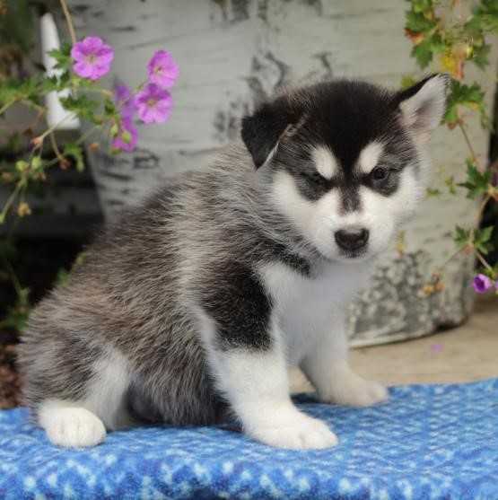 Alaskan Malamute Puppies For Adoption Image eClassifieds4u