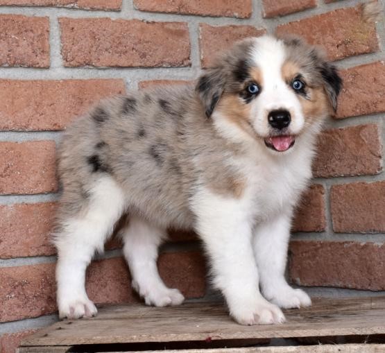 Australian Shepherd Puppies For Adoption Image eClassifieds4u