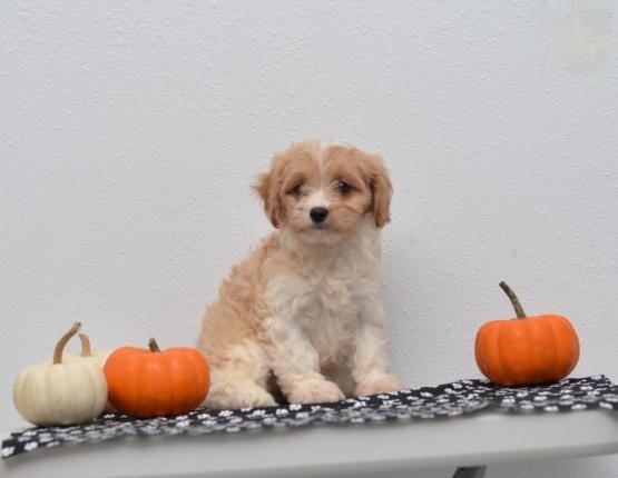 Cavachon Puppies For Adoption Image eClassifieds4u