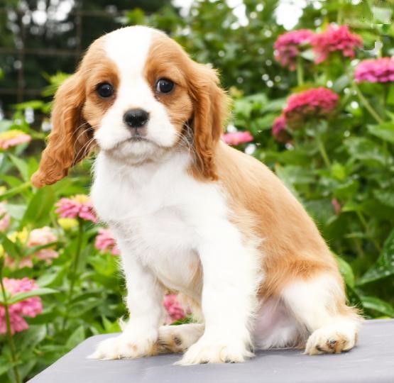 View Image 1 for Cavalier King Charles Spaniel Puppies