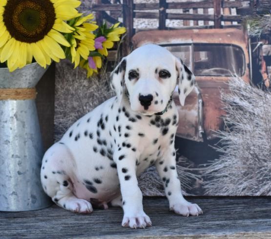Dalmatian Puppies For Adoption Image eClassifieds4u