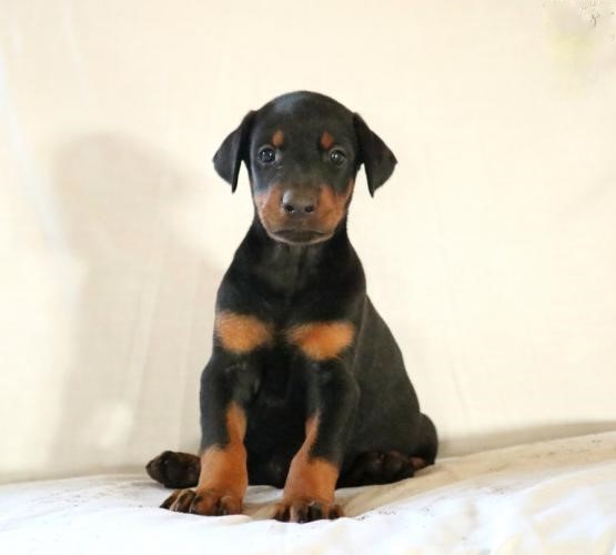 Doberman Pinscher Puppies For Adoption Image eClassifieds4u