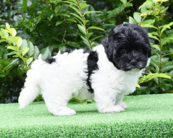 Havanese Puppies For Adoption Image eClassifieds4u