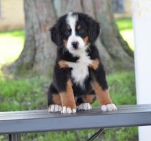 Bernese Mountain Puppies For Adoption Image eClassifieds4U