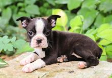 Boston Terrier Puppies For Adoption Image eClassifieds4U