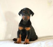 Doberman Pinscher Puppies For Adoption Image eClassifieds4U