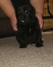 Newfoundland Puppies For Adoption Image eClassifieds4U