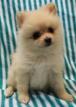 Pomeranian Puppies For Adoption Image eClassifieds4U