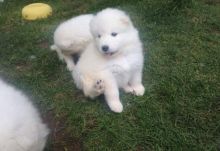 Samoyed Puppies For Adoption Image eClassifieds4U