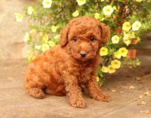 Toy Poodle Puppies For Adoption Image eClassifieds4U