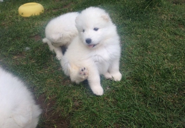 Samoyed Puppies For Adoption Image eClassifieds4u