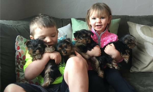 Teacup Yorkie puppies male and female Image eClassifieds4u