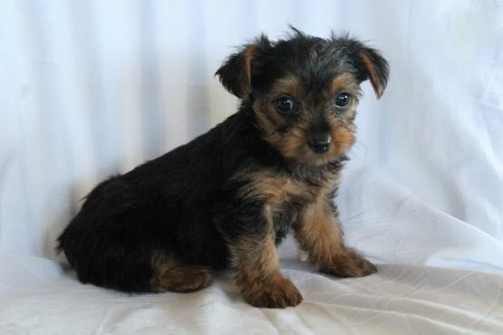 Yorkie Puppies For Adoption Image eClassifieds4u