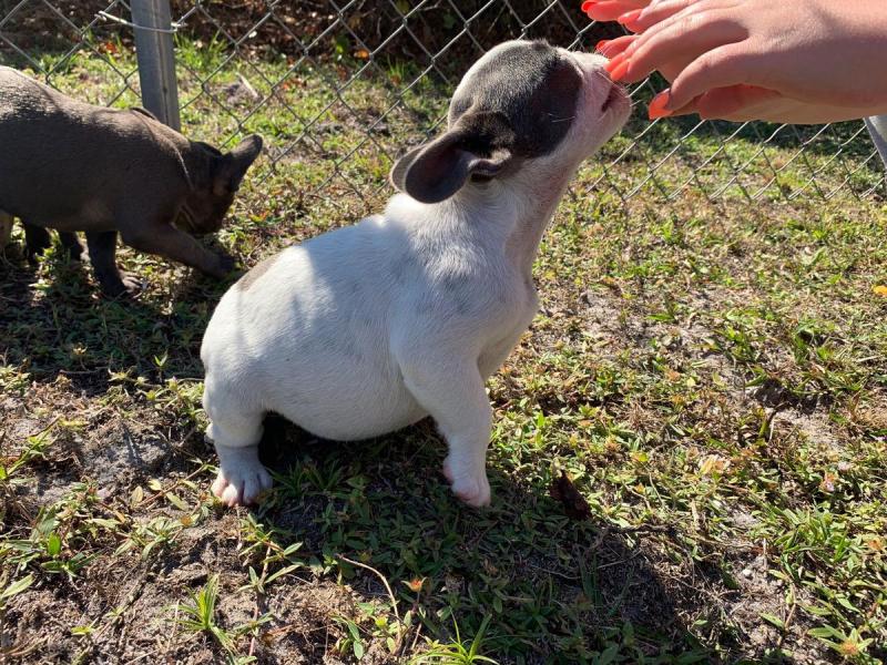 🐾💝🐾 ckc champion line French Bulldog puppies available! taking deposits now!🐾💝🐾 Image eClassifieds4u