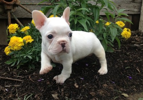 🐾💝🐾 ckc champion line French Bulldog puppies available! taking deposits now!🐾💝🐾 Image eClassifieds4u