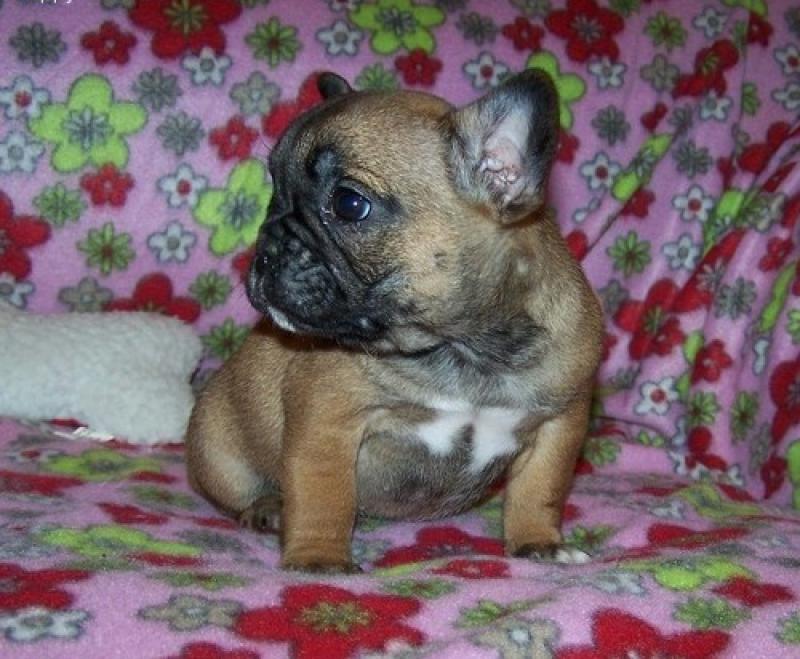 🐾💝🐾 ckc champion line French Bulldog puppies available! taking deposits now!🐾💝🐾 Image eClassifieds4u