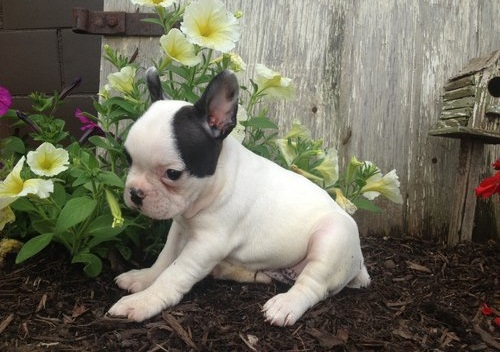🐾💝🐾 ckc champion line French Bulldog puppies available! taking deposits now!🐾💝🐾 Image eClassifieds4u