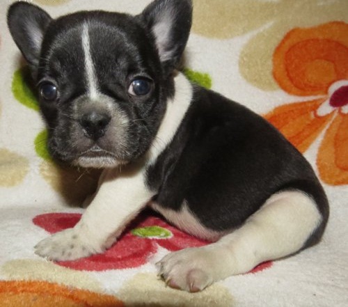 🐾💝🐾 ckc champion line French Bulldog puppies available! taking deposits now!🐾💝🐾 Image eClassifieds4u