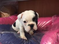 🐾💝🐾 ckc champion line French Bulldog puppies available! taking deposits now!🐾💝🐾 Image eClassifieds4u