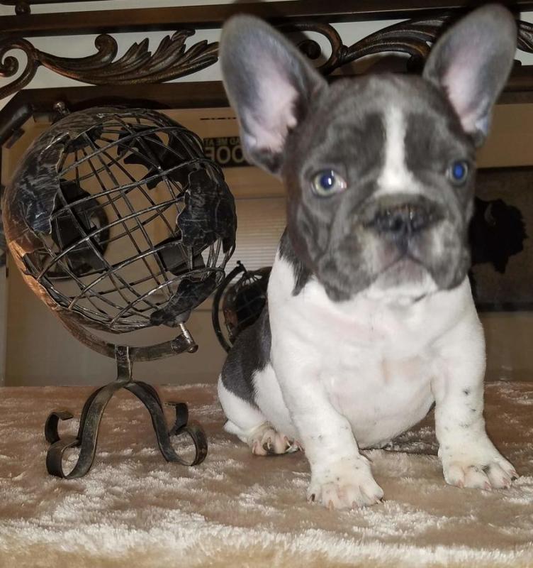 🐾💝🐾 ckc champion line French Bulldog puppies available! taking deposits now!🐾💝(716) 4 Image eClassifieds4u