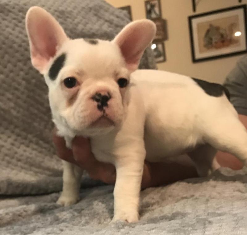 🐾💝🐾 ckc champion line French Bulldog puppies available! taking deposits now!🐾💝(716) 4 Image eClassifieds4u