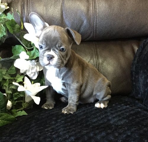 🐾💝🐾 ckc champion line French Bulldog puppies available! taking deposits now!🐾💝(716) 4 Image eClassifieds4u