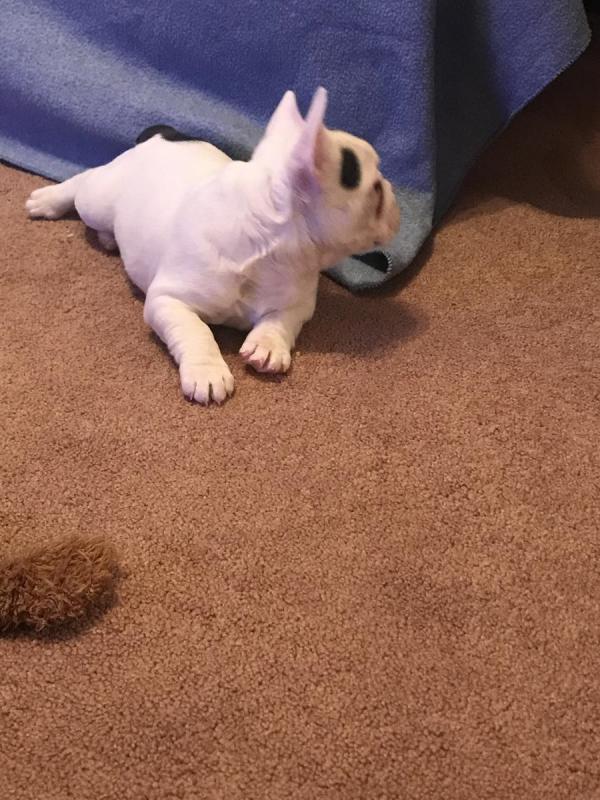 🐾💝🐾 ckc champion line French Bulldog puppies available! taking deposits now!🐾💝(716) 4 Image eClassifieds4u