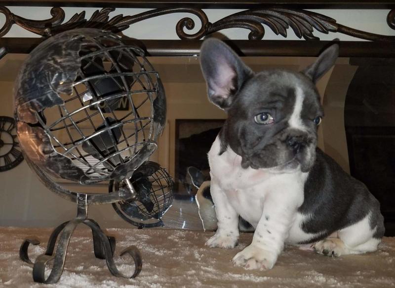 🐾💝🐾 ckc champion line French Bulldog puppies available! taking deposits now!🐾💝(716) 4 Image eClassifieds4u