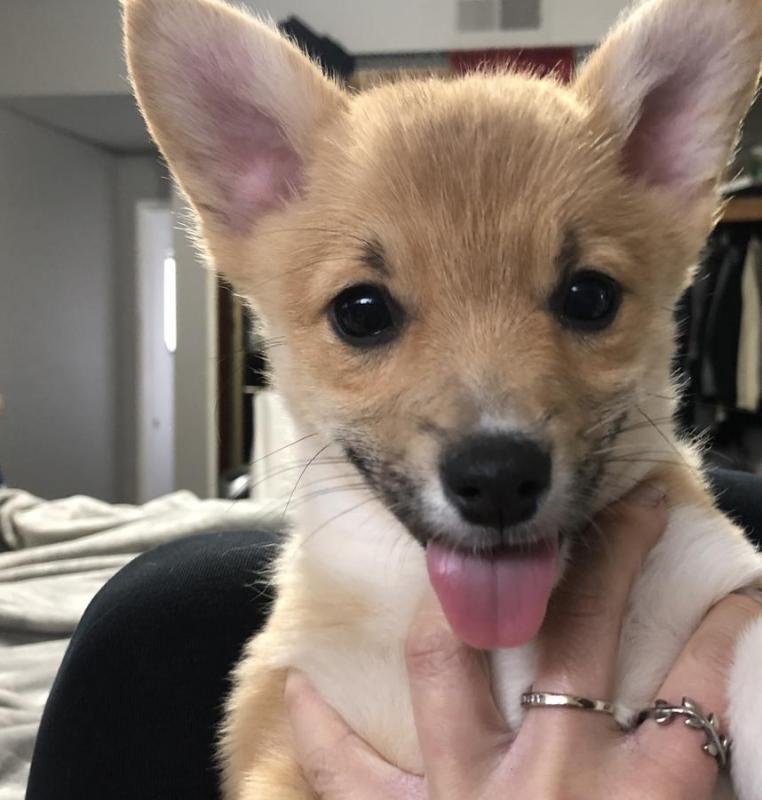 🐾💝Male and Female Pembroke Welsh Corgi Puppies Ready Now💝💝Call or text (716) 402-8078 Image eClassifieds4u