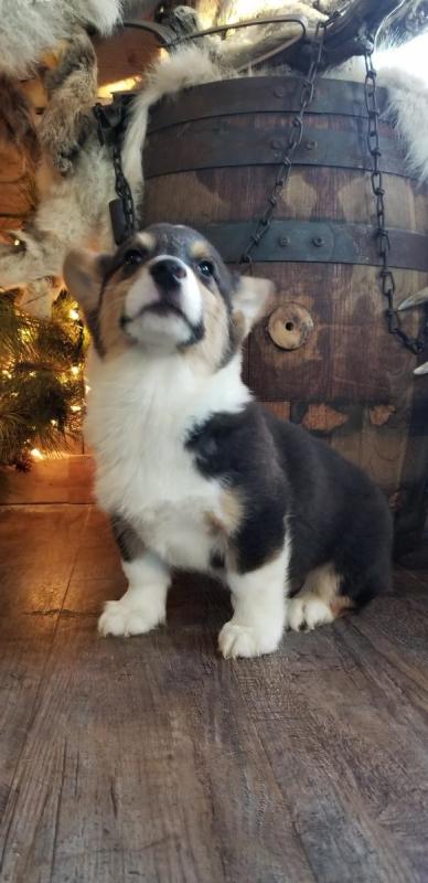 🐾💝Male and Female Pembroke Welsh Corgi Puppies Ready Now💝💝Call or text (716) 402-8078 Image eClassifieds4u